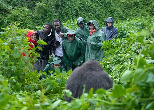 The Best Time to Visit Rwanda Gorillas for African Residents