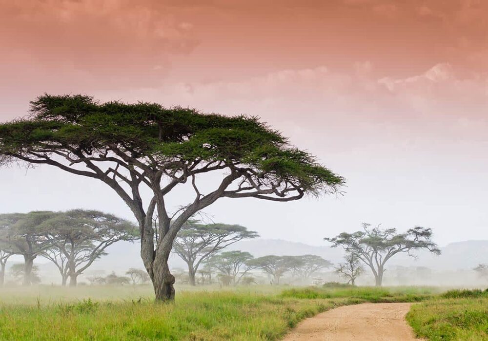 The Gates of Serengeti National Park 1 The Gates of Serengeti National Park