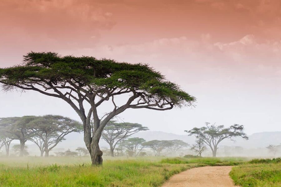 The Gates of Serengeti National Park