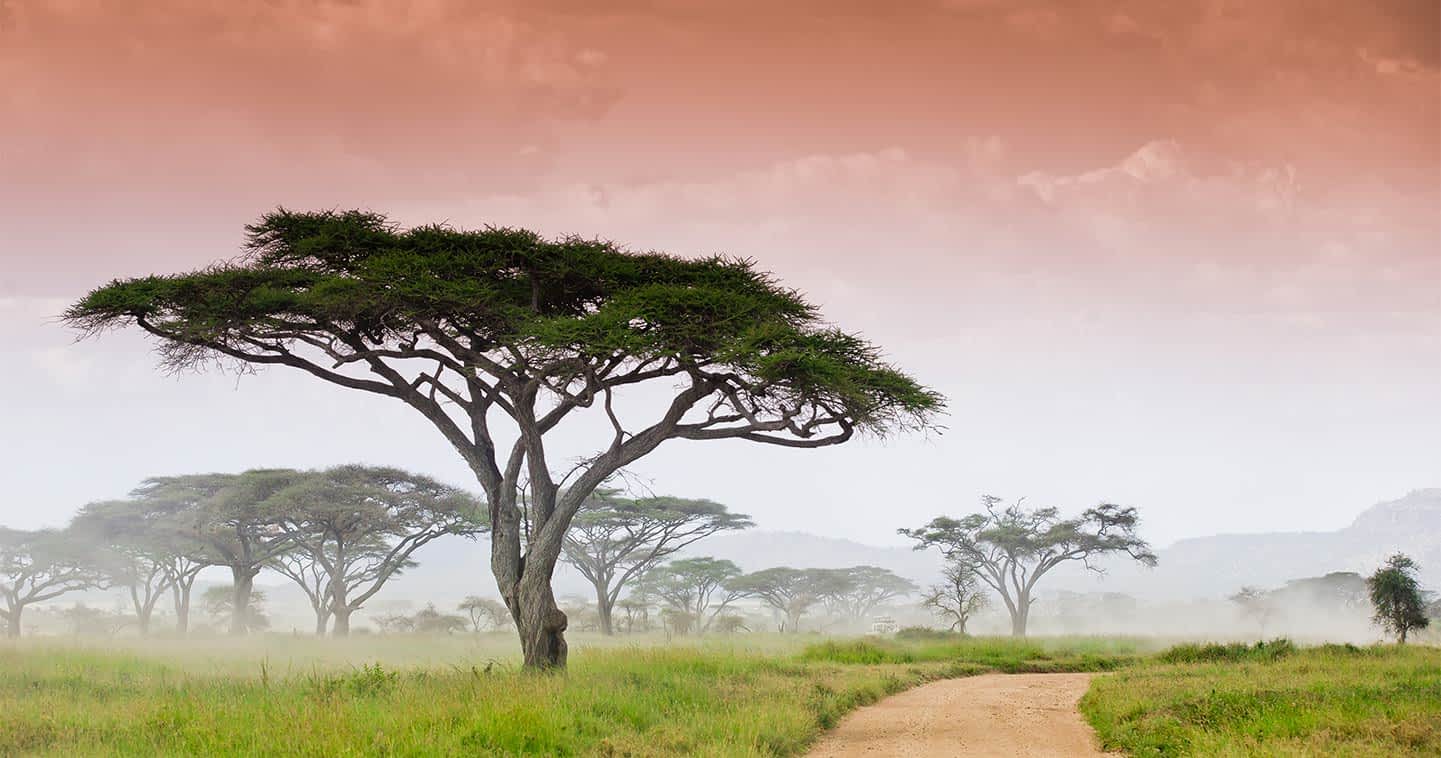 The Gates of Serengeti National Park