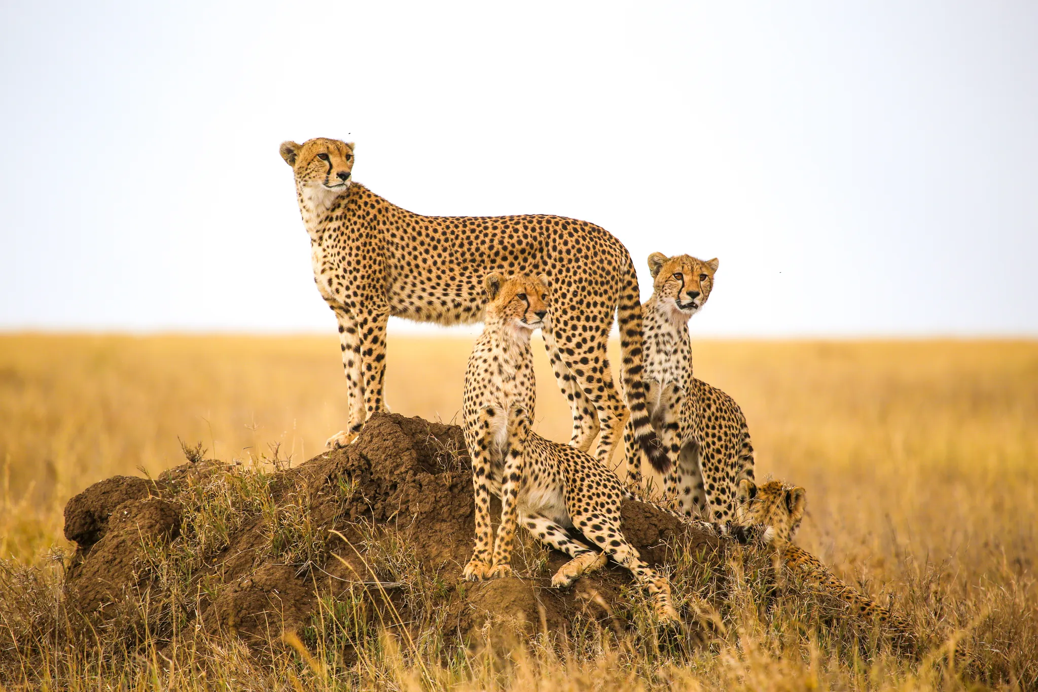 Ultimate Wilderness Destinations for African Safari Tanzania