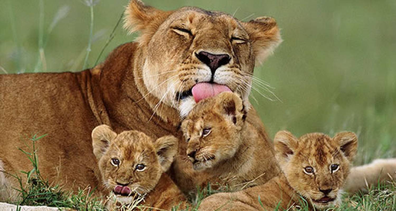 Ultimate Wilderness Destinations for African Safari Tanzania