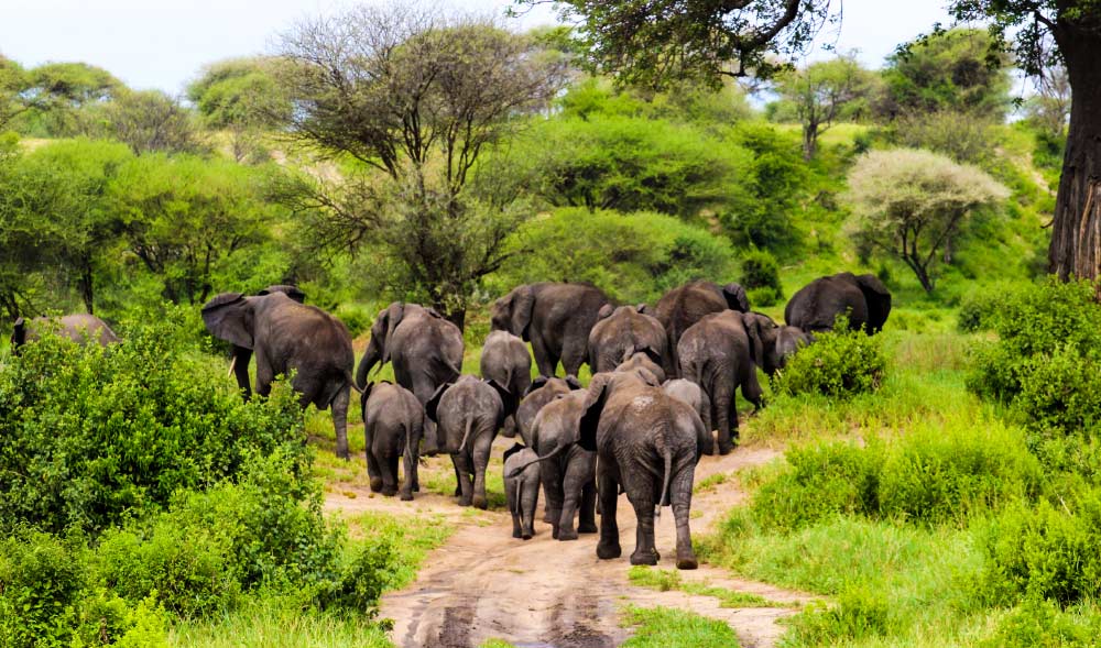 Ultimate Wilderness Destinations for African Safari Tanzania