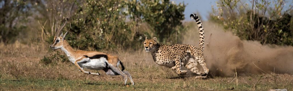 Ultimate Wilderness Destinations for African Safari Tanzania