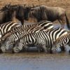 What is Serengeti National Park famous for