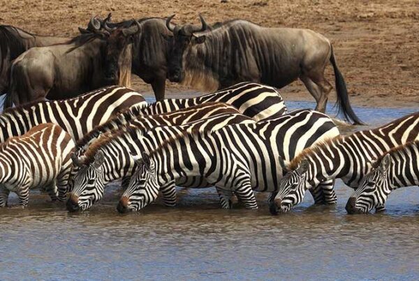 What is Serengeti National Park famous for