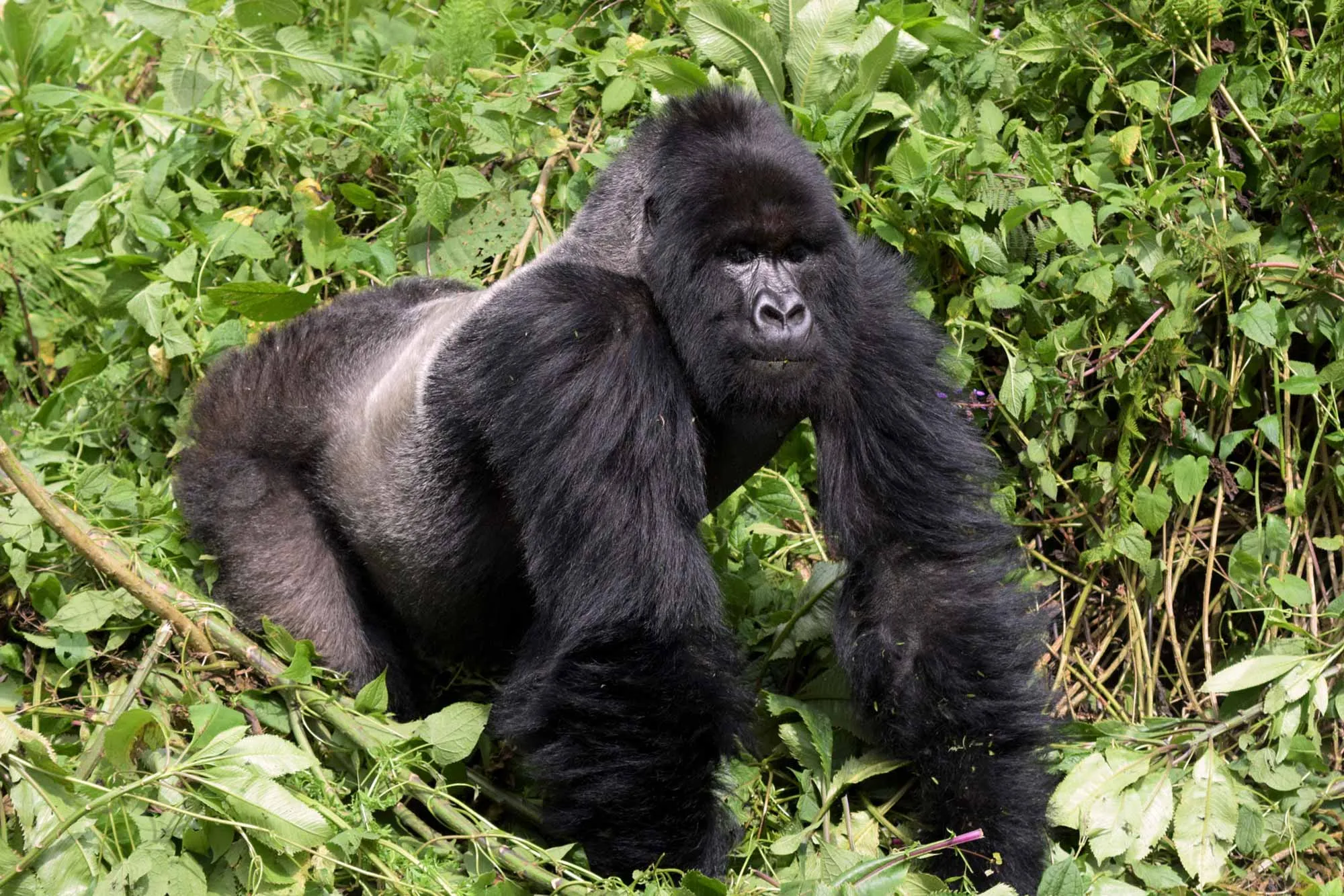 Gorilla trekking in the shoulder season, low season and  high season