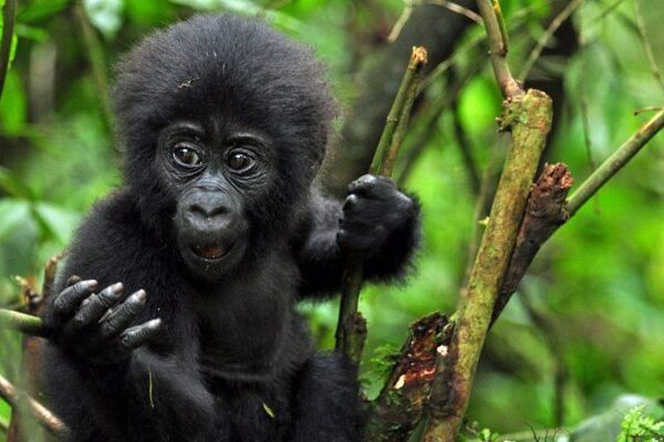 Gorilla trekking in the shoulder season, low season and high season
