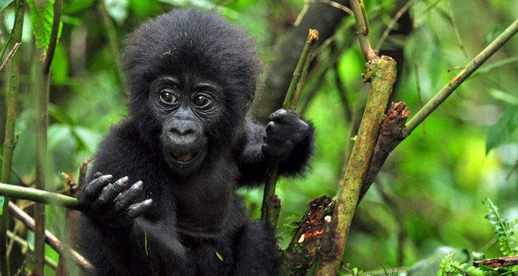 Gorilla trekking in the shoulder season, low season and  high season