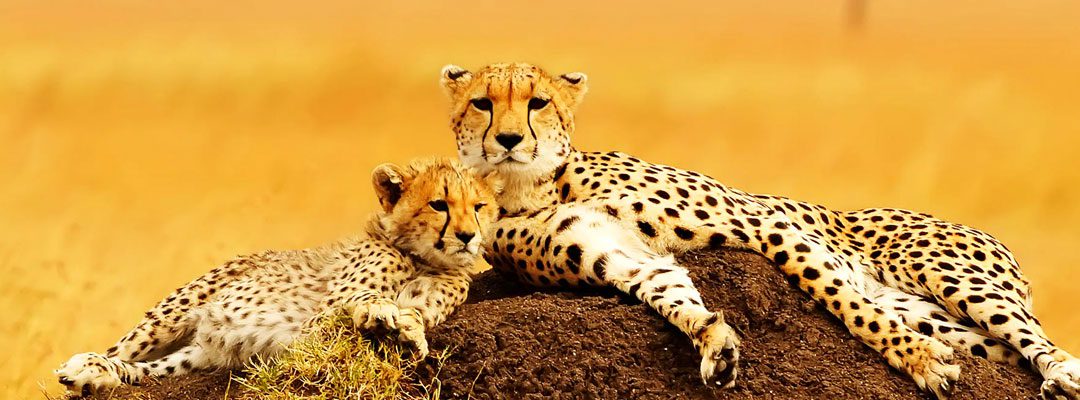 1 Day Tanzania Wildlife Safaris Itinerary
