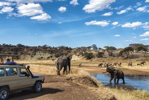 1 Day Tanzania Wildlife Safaris Itinerary