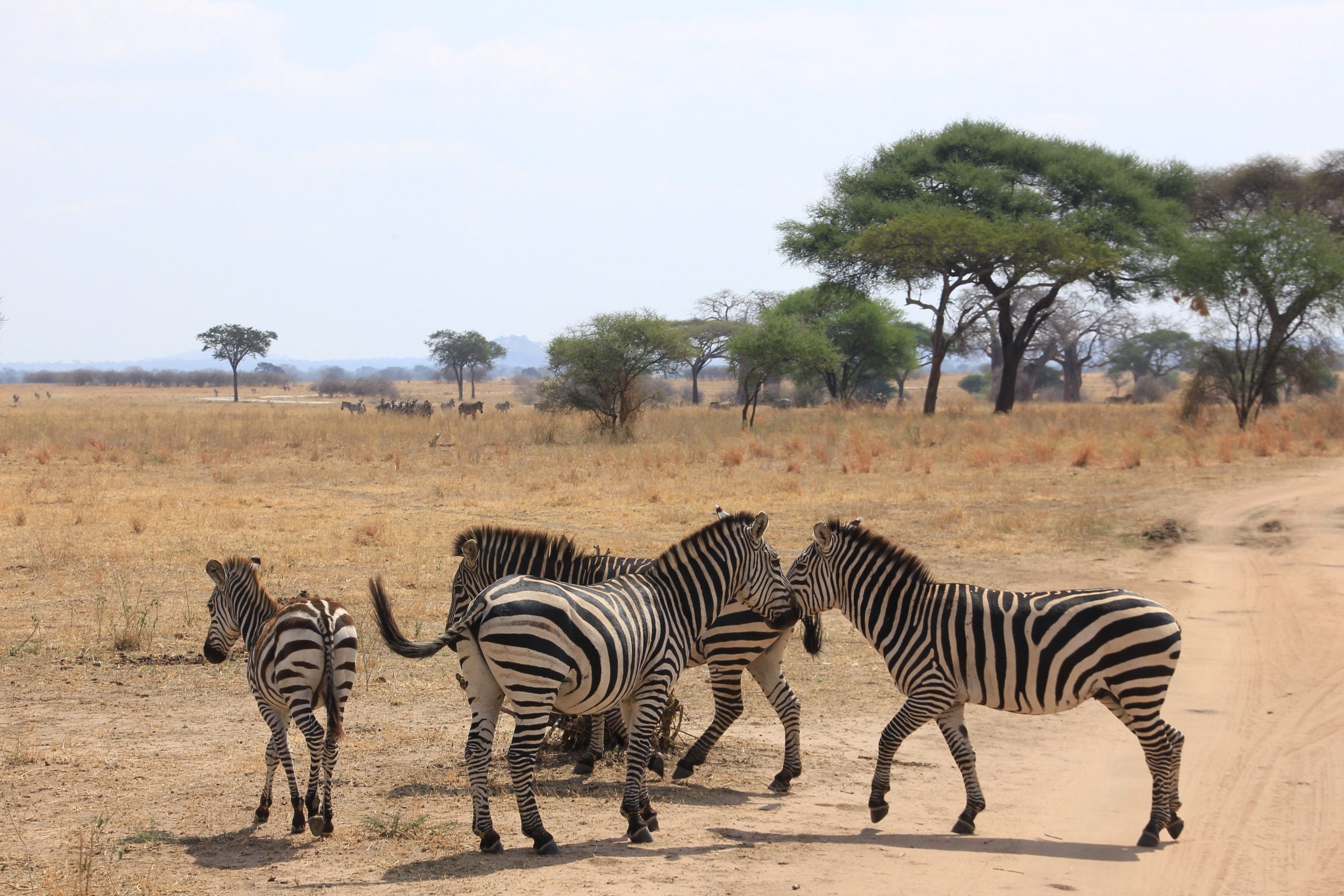 10 Day Wildlife Safaris Tanzania Itinerary