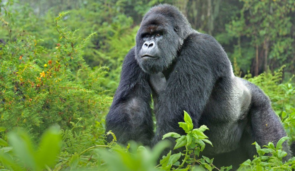 10 Days Ultimate Rwanda – Uganda Safari