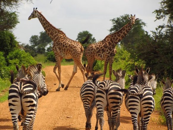 11 Day Wildlife Safaris Tanzania Itinerary