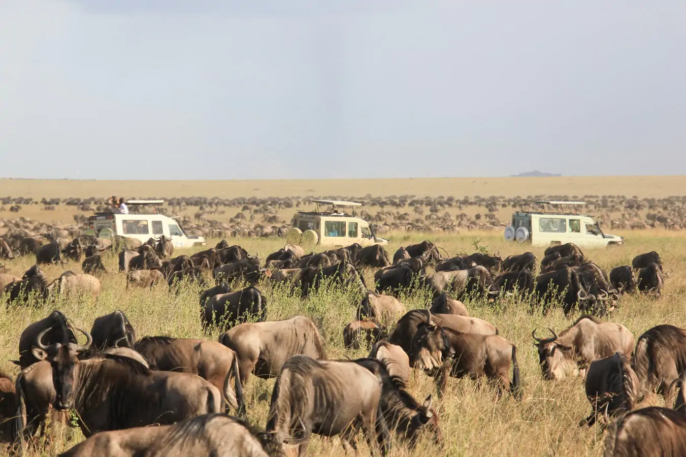 11 Day Wildlife Safaris Tanzania Itinerary