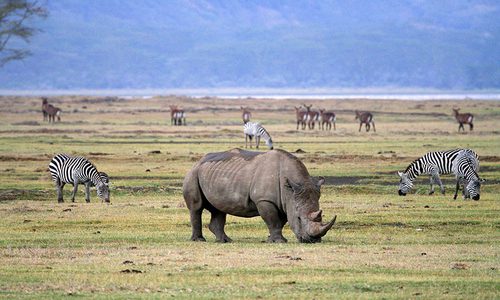 12 Day Wildlife Safaris Tanzania Itinerary