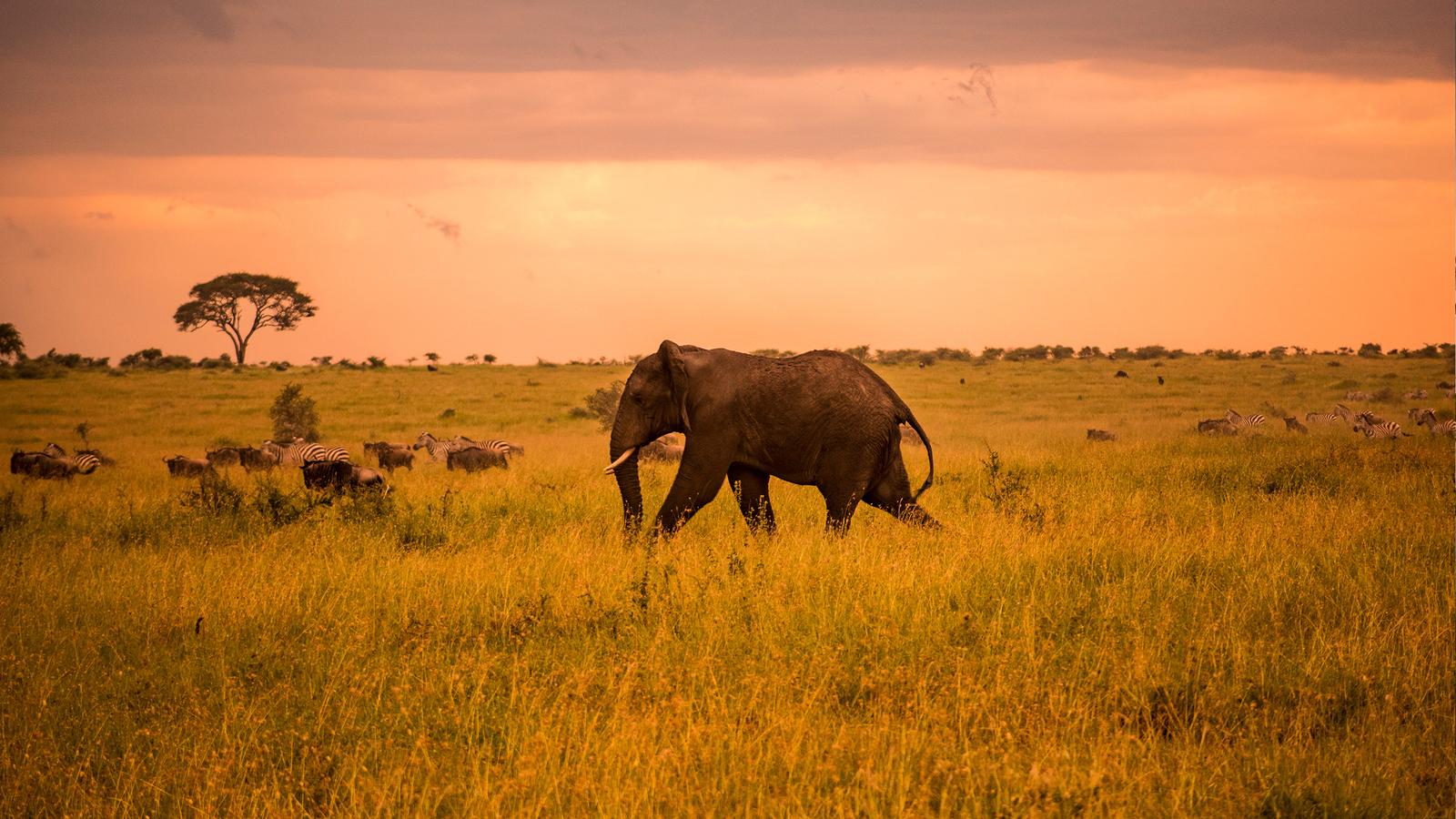 12 Day Wildlife Safaris Tanzania Itinerary