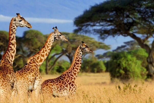 13 Day Wildlife Safaris Tanzania Itinerary
