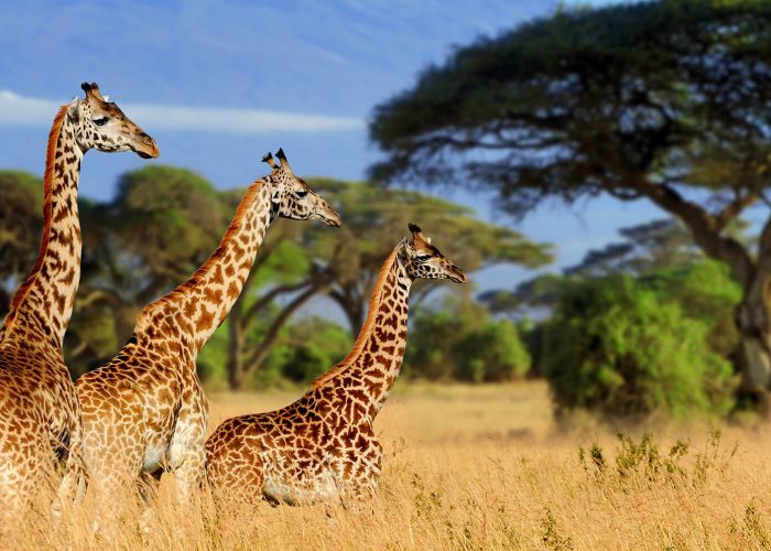 13 Day Wildlife Safaris Tanzania Itinerary