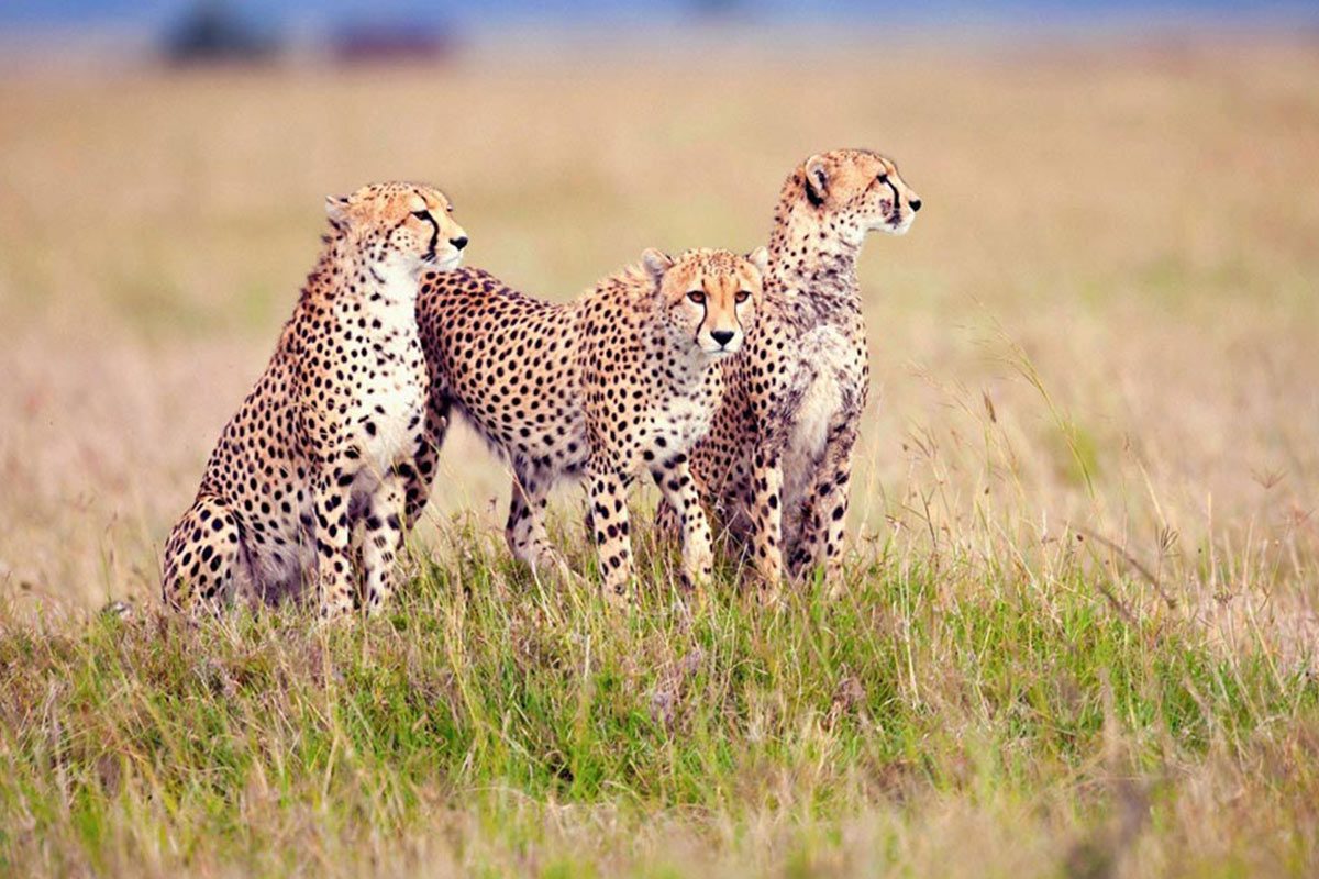 13 Day Wildlife Safaris Tanzania Itinerary