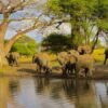 14 Day Wildlife Safaris Tanzania Itinerary