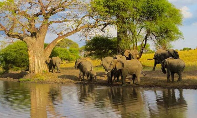 14 Day Wildlife Safaris Tanzania Itinerary