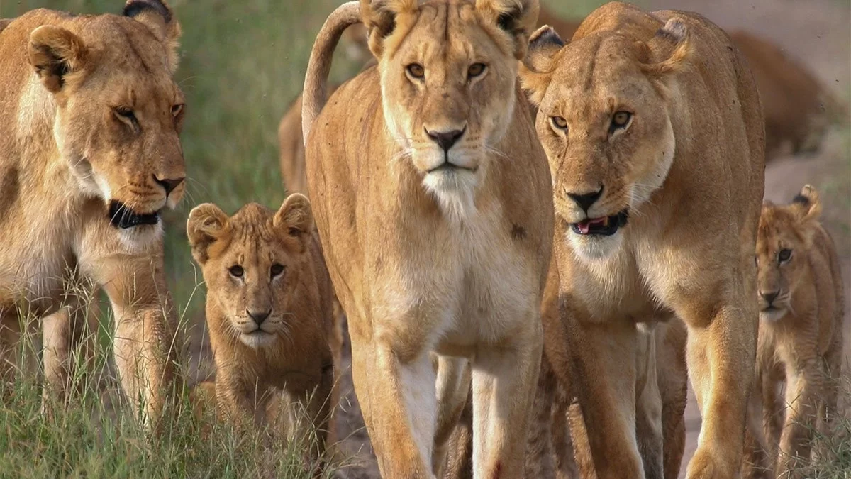 14 Day Wildlife Safaris Tanzania Itinerary