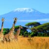 15 Day Wildlife Safaris Tanzania Itinerary