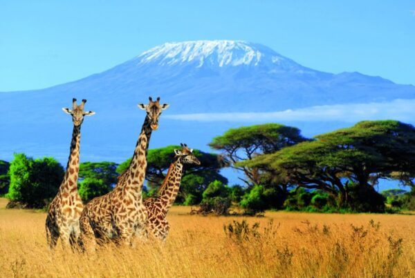 15 Day Wildlife Safaris Tanzania Itinerary