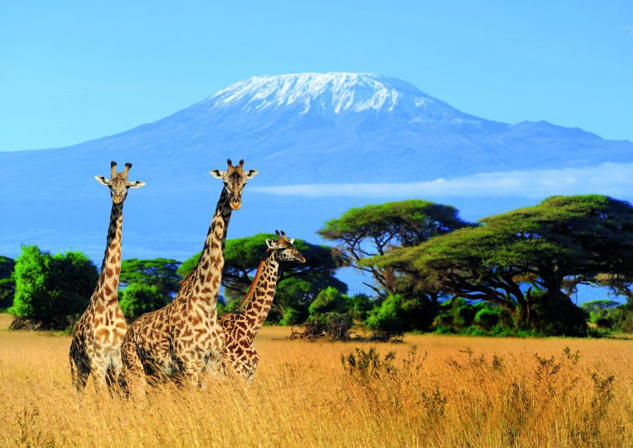 15 Day Wildlife Safaris Tanzania Itinerary