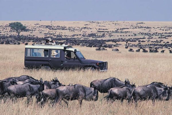 16 Day Wildlife Safaris Tanzania Itinerary