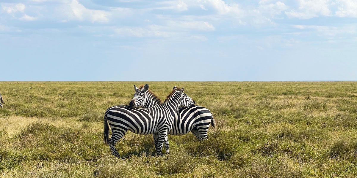 16 Day Wildlife Safaris Tanzania Itinerary