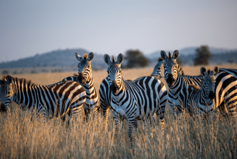 2-Day Wildlife Safaris Tanzania Itinerary