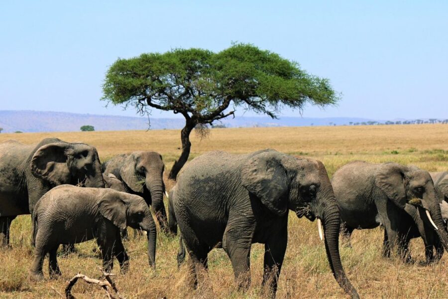 2-Day Wildlife Safaris Tanzania Itinerary