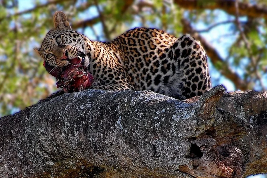 3 Day Wildlife Safaris Tanzania Itinerary