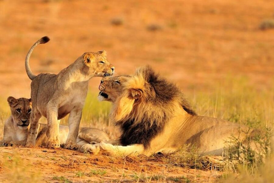 4 Day Wildlife Safaris Tanzania Itinerary