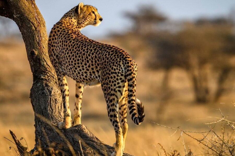 5 Day Wildlife Safaris Tanzania Itinerary