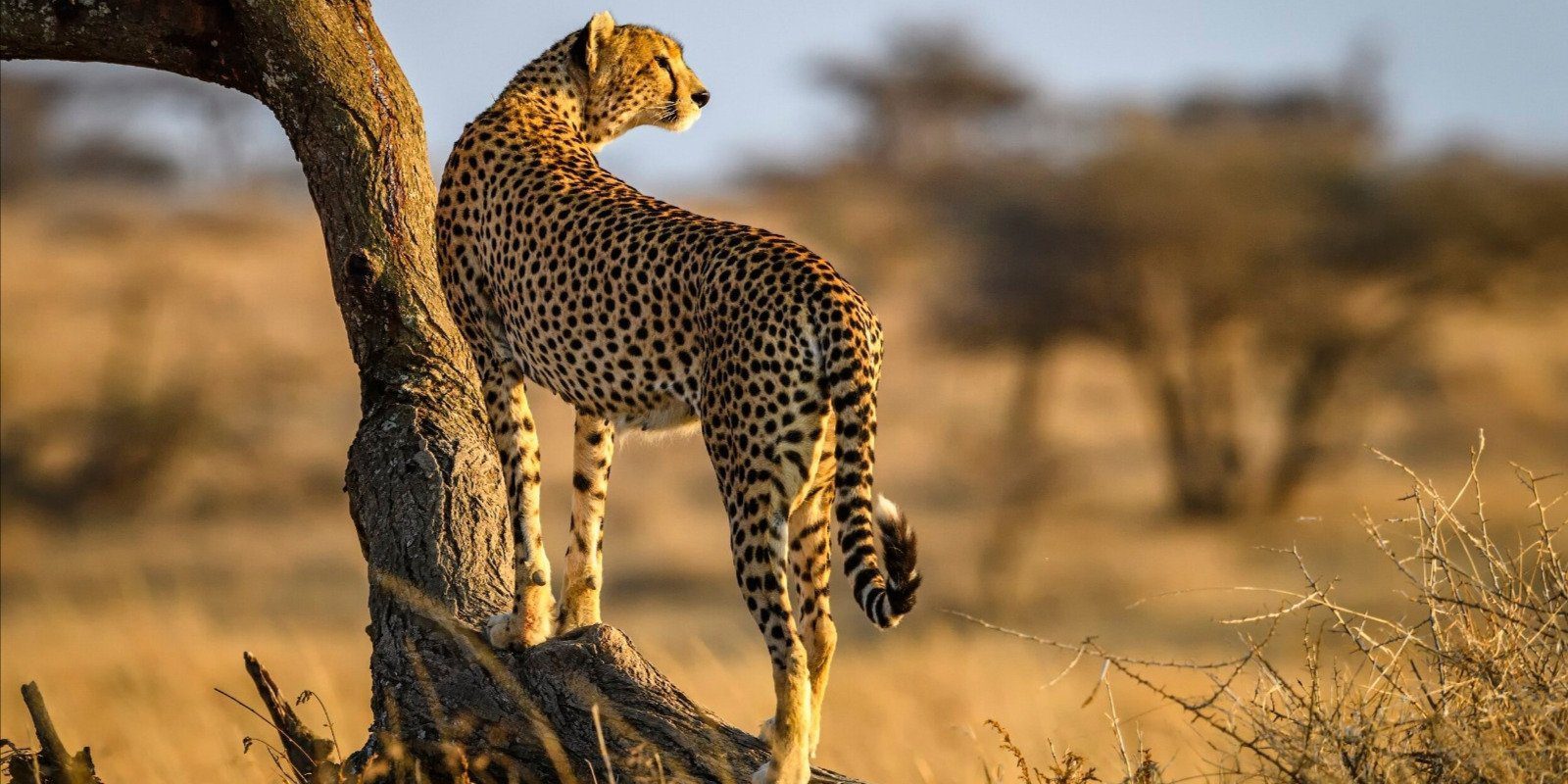 5 Day Wildlife Safaris Tanzania Itinerary