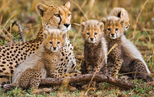 8 Day Wildlife Safaris Tanzania Itinerary
