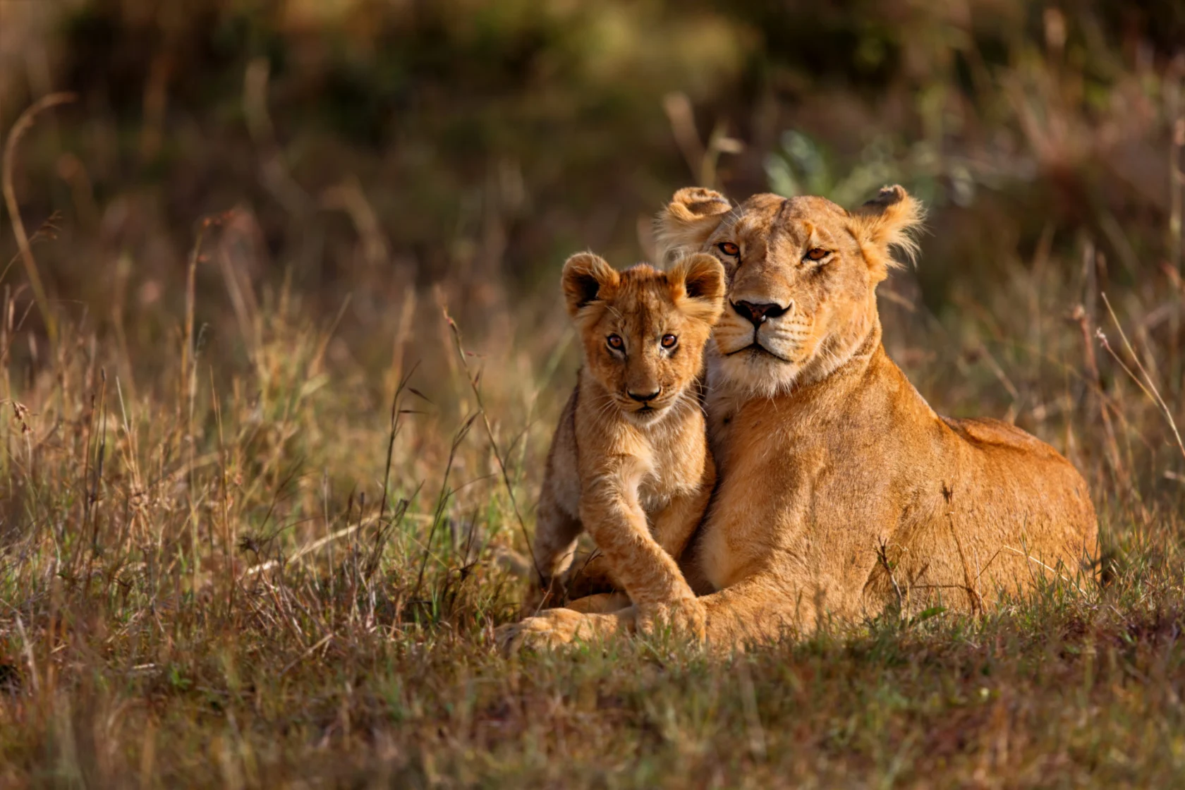 8 Day Wildlife Safaris Tanzania Itinerary