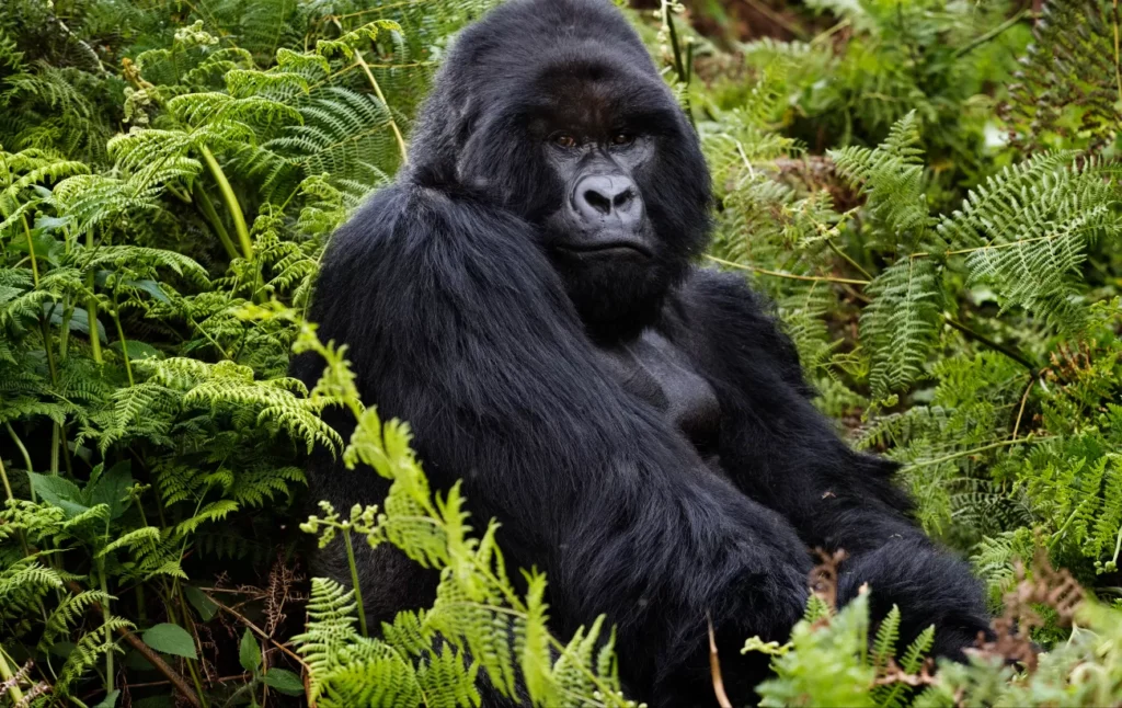 8 days primate and wildlife safari in Rwanda.