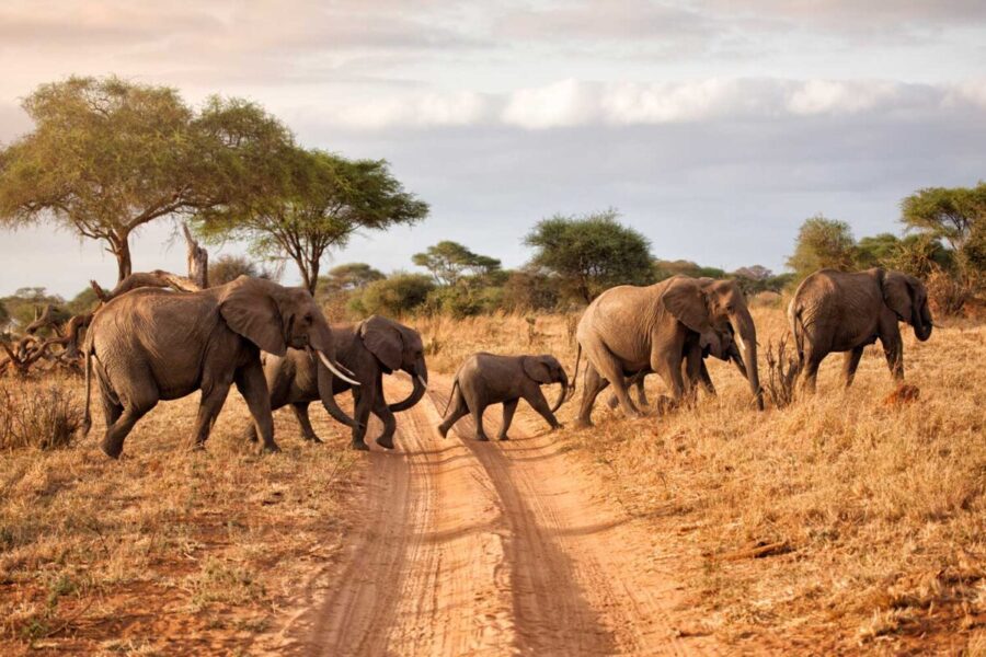 9 Day Wildlife Safaris Tanzania Itinerary