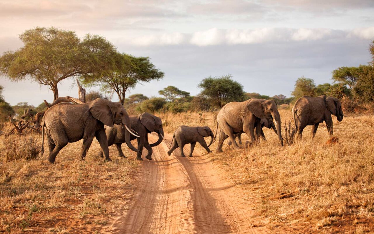 9 Day Wildlife Safaris Tanzania Itinerary
