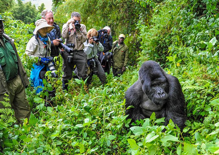 Best Gorilla Trekking in Africa: Which Country Offers the Better Experience?