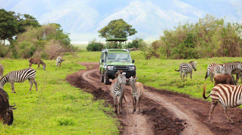 Best Time to Visit Tanzania for a Wildlife Safari