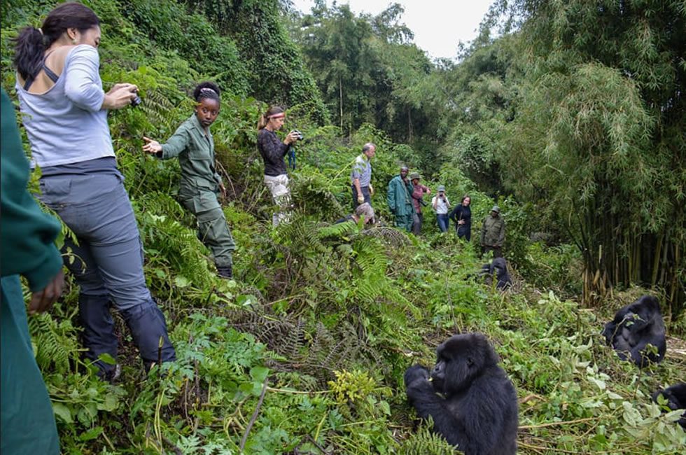 Celebrating love in the jungle: Anniversary Gorilla Trekking in Rwanda