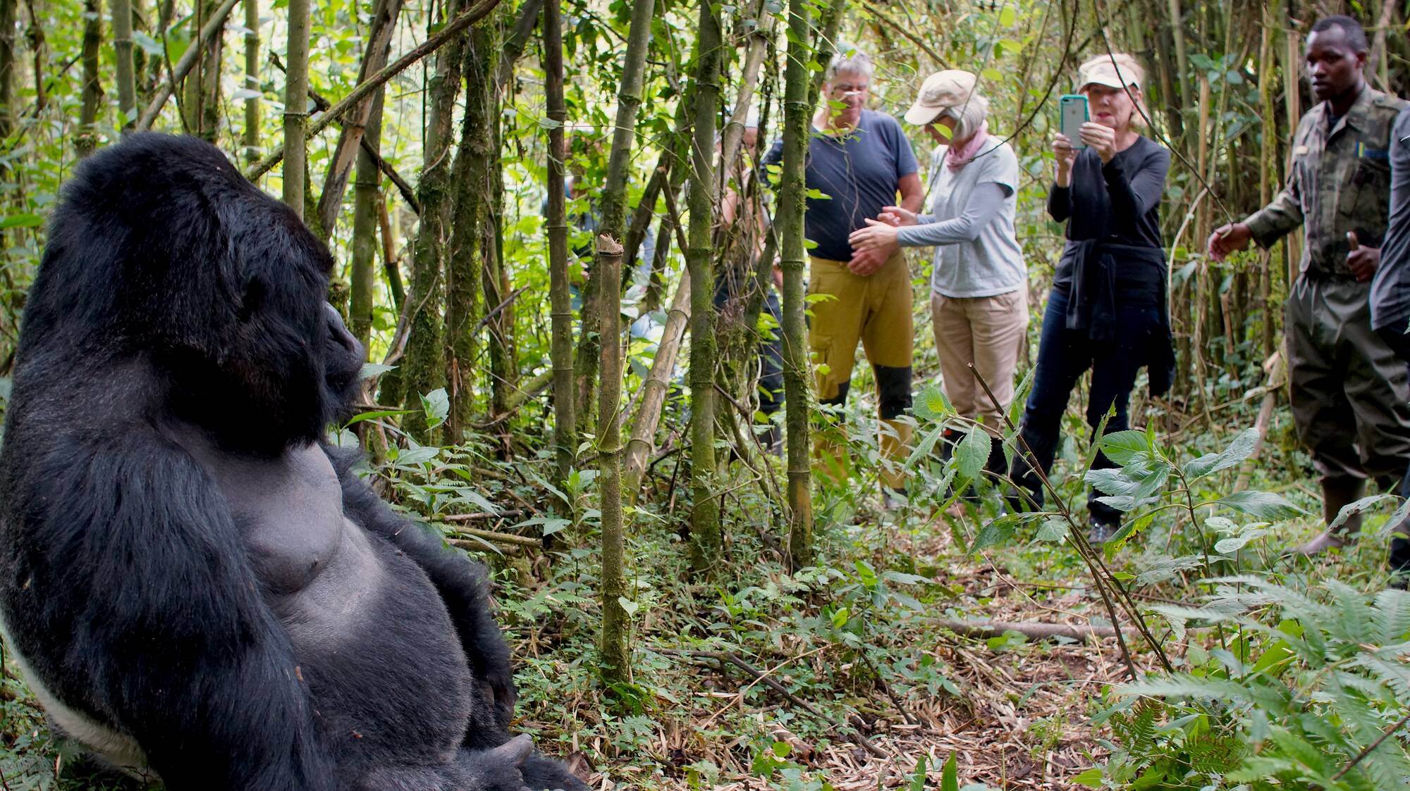Celebrating love in the jungle: Anniversary Gorilla Trekking in Rwanda