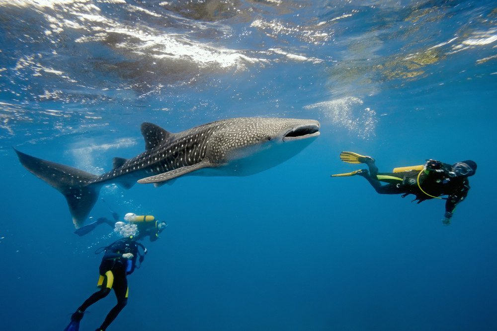 Diving in Tanzania