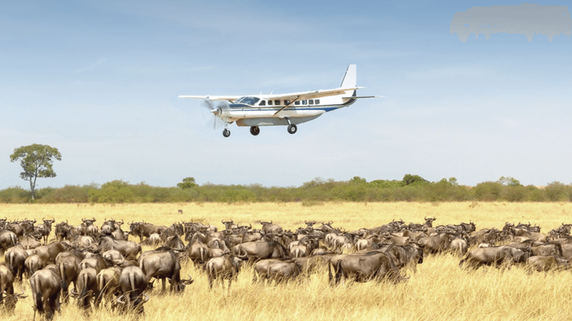 Flying Safaris