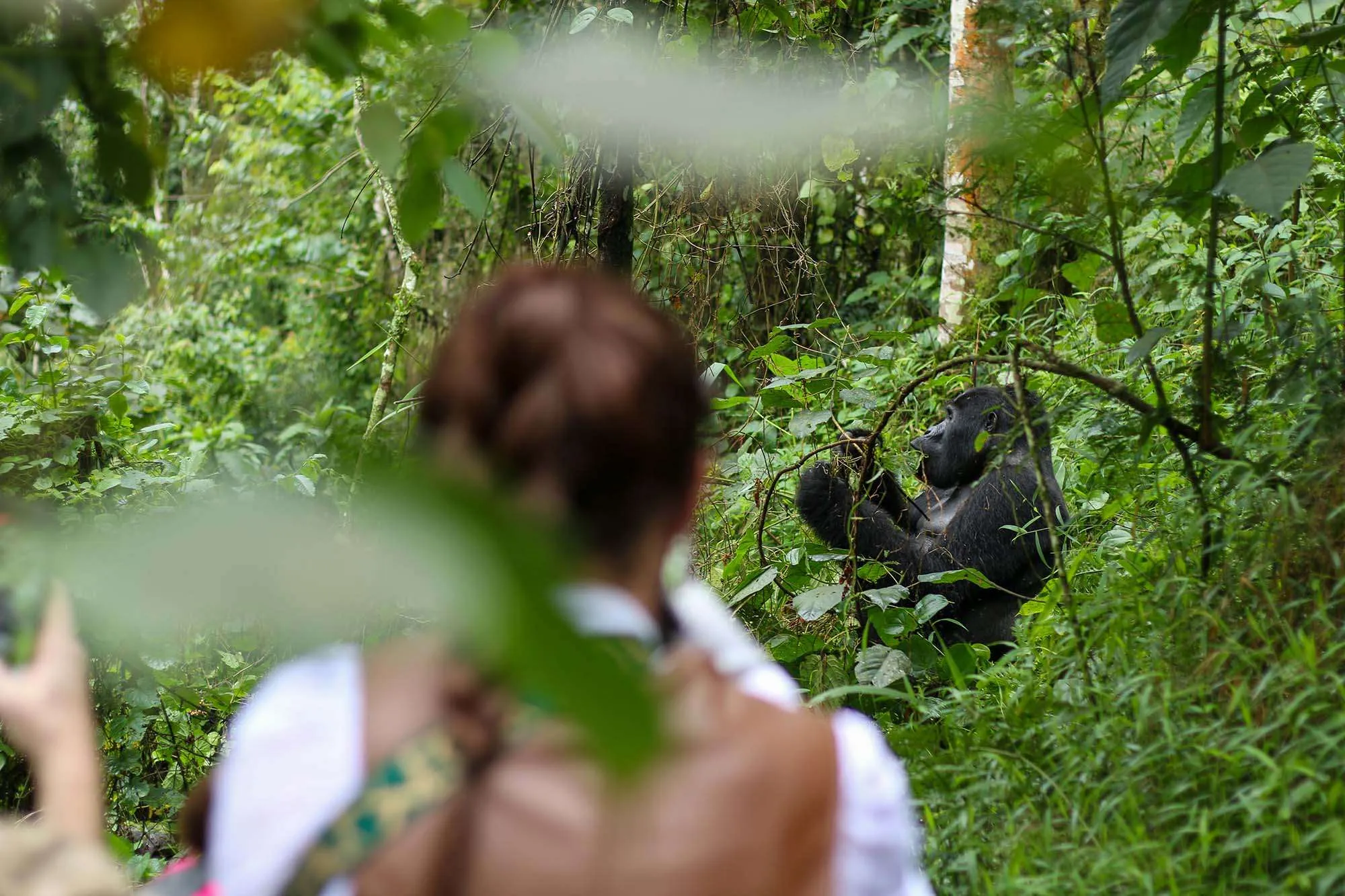 Honeymoon on a Gorilla Trek